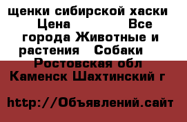 щенки сибирской хаски  › Цена ­ 10 000 - Все города Животные и растения » Собаки   . Ростовская обл.,Каменск-Шахтинский г.